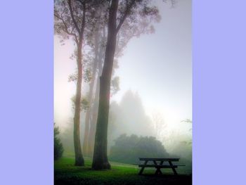 Tree And Bench screenshot