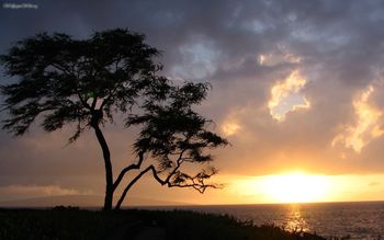 Tree At Wailea screenshot