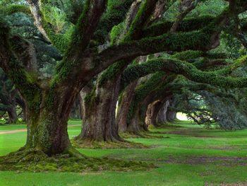 Tree Chain screenshot
