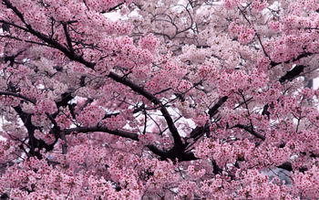 Tree in Bloom screenshot