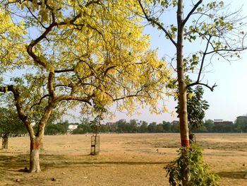 Tree In Sunlight screenshot