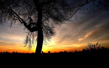 Tree In Sunset screenshot