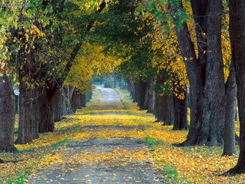 Tree Lined Roadway Louisville Kentucky screenshot