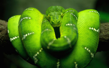 Tree Snake HD screenshot