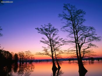 Trees At Sunrise National Wild Life screenshot