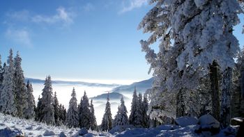 Trees Loaded With Snow screenshot