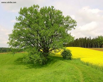 Trees screenshot