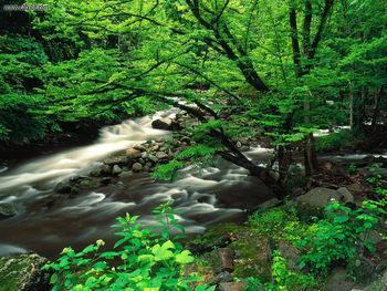 Tremont Great Smoky Mountains National Park Tennessee screenshot