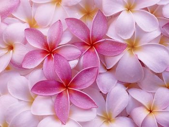 Tropical Plumeria screenshot