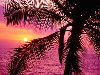 Tropical Setting Hawaii screenshot