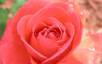 Tropicana Rose screenshot