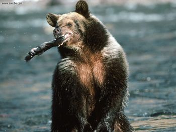 Trout Fishing Grizzly Bear Colorado River screenshot