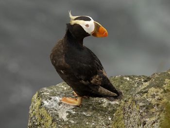 Tufted Puffin, Pribilof Islands, Alaska screenshot