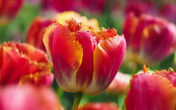 Tulip Flowers 5K screenshot