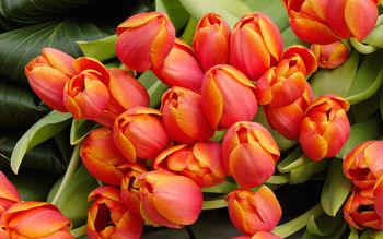 Tulip Flowers Arrangement screenshot
