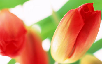 Tulip Flowers screenshot