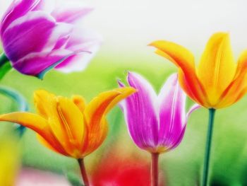 Tulip Hybrids, Maryland screenshot