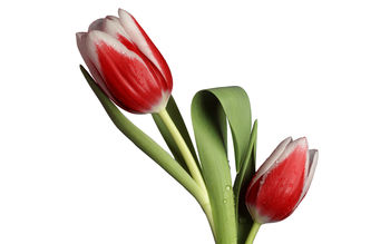Tulip Model screenshot