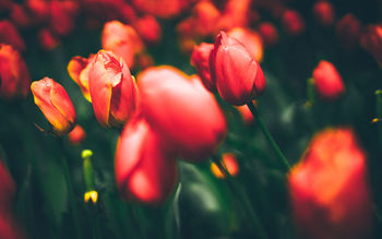 Tulips 4K 8K screenshot