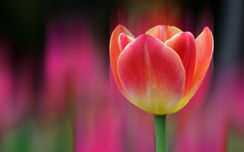 Tulips Bokeh 4K screenshot