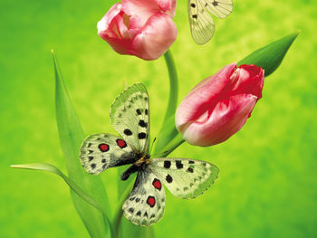 Tulips & Butterfly screenshot