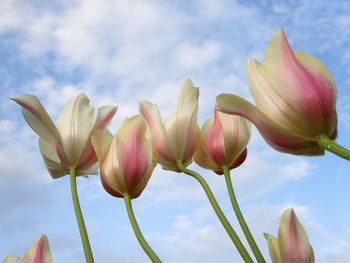 Tulips From Down Under screenshot