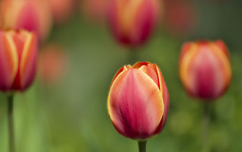 Tulips Macro Shot screenshot