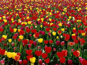 Tulips Of Skagit Valley Washington screenshot
