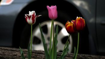 Tulips On Wheel screenshot