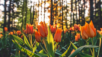 Tulips Orange screenshot