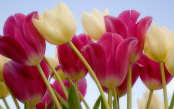 Tulips & Sky screenshot