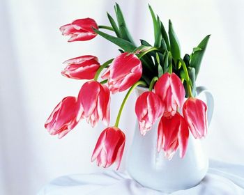 Tulips screenshot