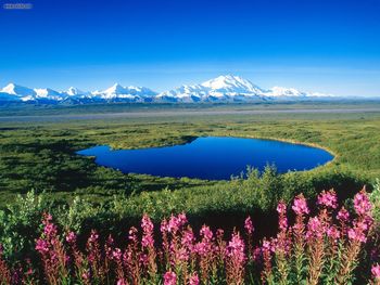 Tundra Pond Mount Mc Kinley Denali National Park Alaska screenshot