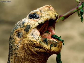 Turtle Snack screenshot