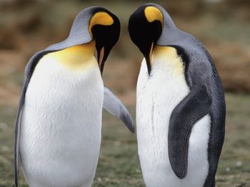 Tuxedo Check King Penguins screenshot