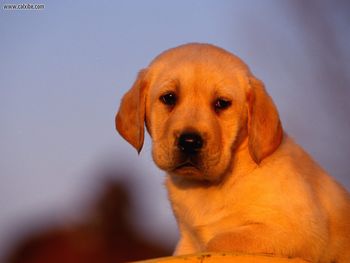 Twilight Delight Labrador Puppy screenshot