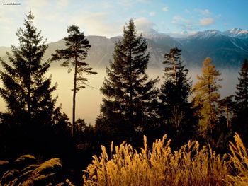 Twilight In The Woods Valais Switzerland screenshot