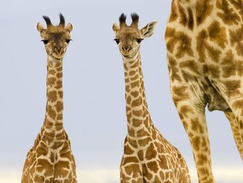 Two Newborn Giraffes, Masai Mara, Kenya screenshot