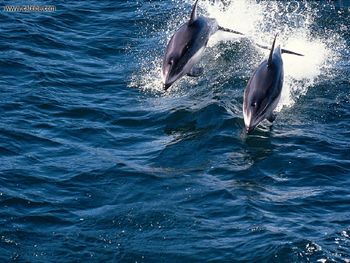 Two Pacific Whitesided Dolphins screenshot