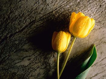 Two Wet Yellow Tulips screenshot