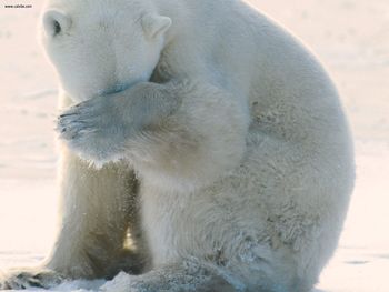 Unbearable Polar Bear screenshot