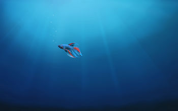 Underwater Alone Fish 4K screenshot