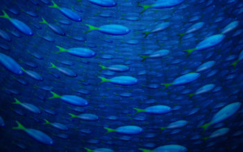 Underwater Fish screenshot