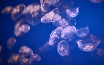 Underwater Jellyfishes 4K 5K screenshot
