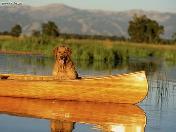 Up A Creek Without A Paddle screenshot