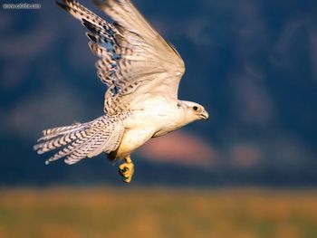 Up And Away Gyrfalcon screenshot