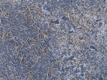Urban Pine Needles screenshot