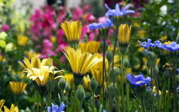 Vail Flowers in Colorado screenshot