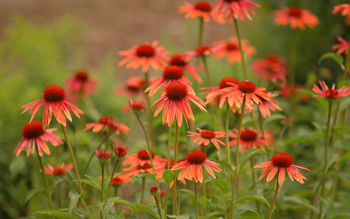 Variety Daisies screenshot