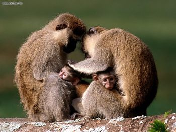Vervet Monkeys Uganda Africa screenshot